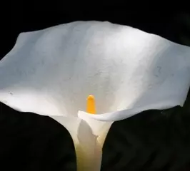 Zantedeschia albomaculata White spotted arum lily (Sent in 9cm pot)